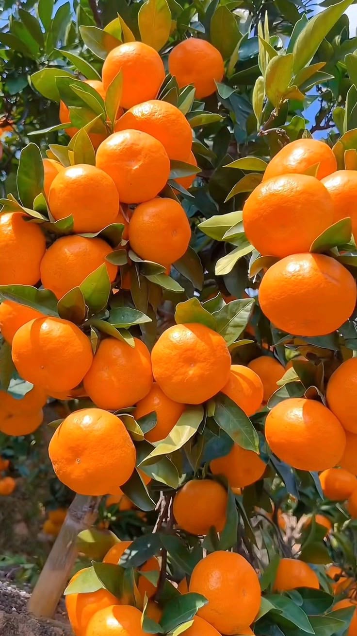 Orange Orchard