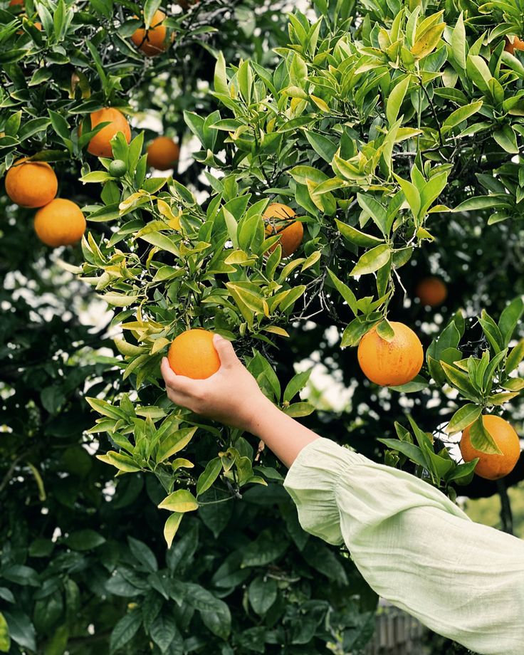Orange Juice Production