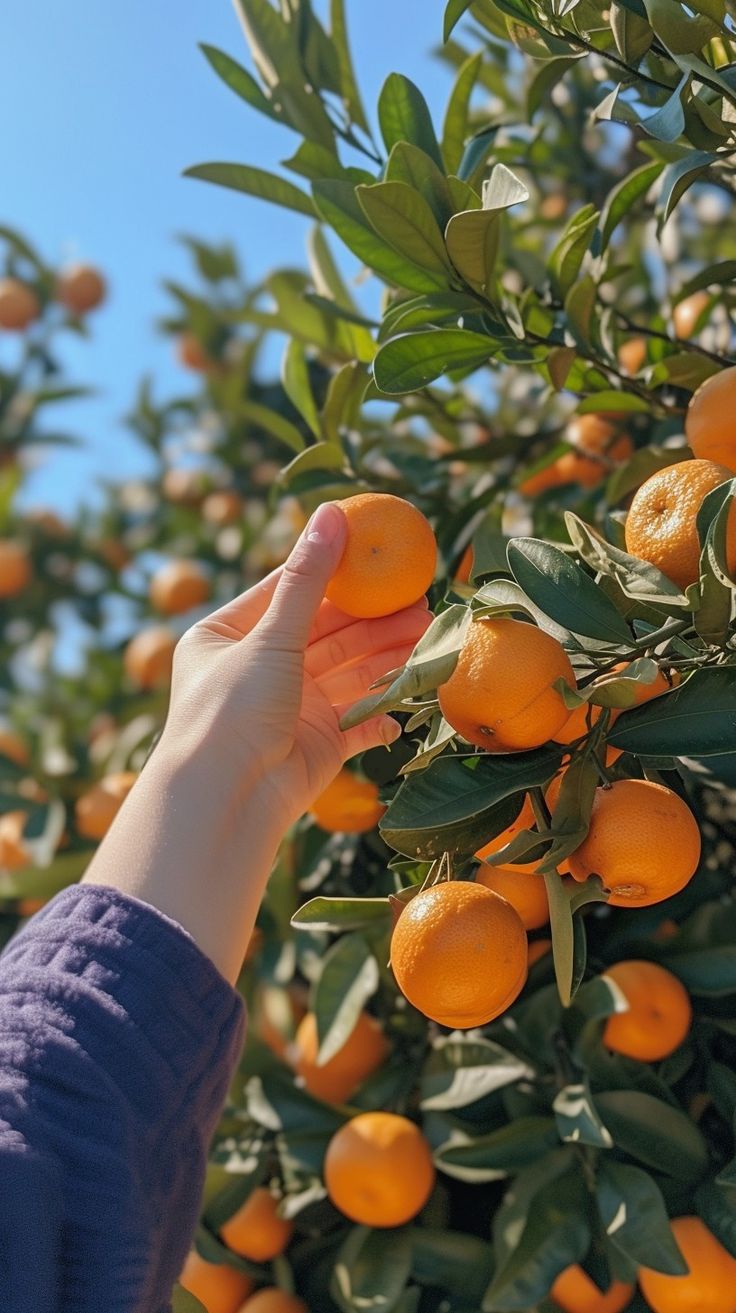 Orange Juice Quality