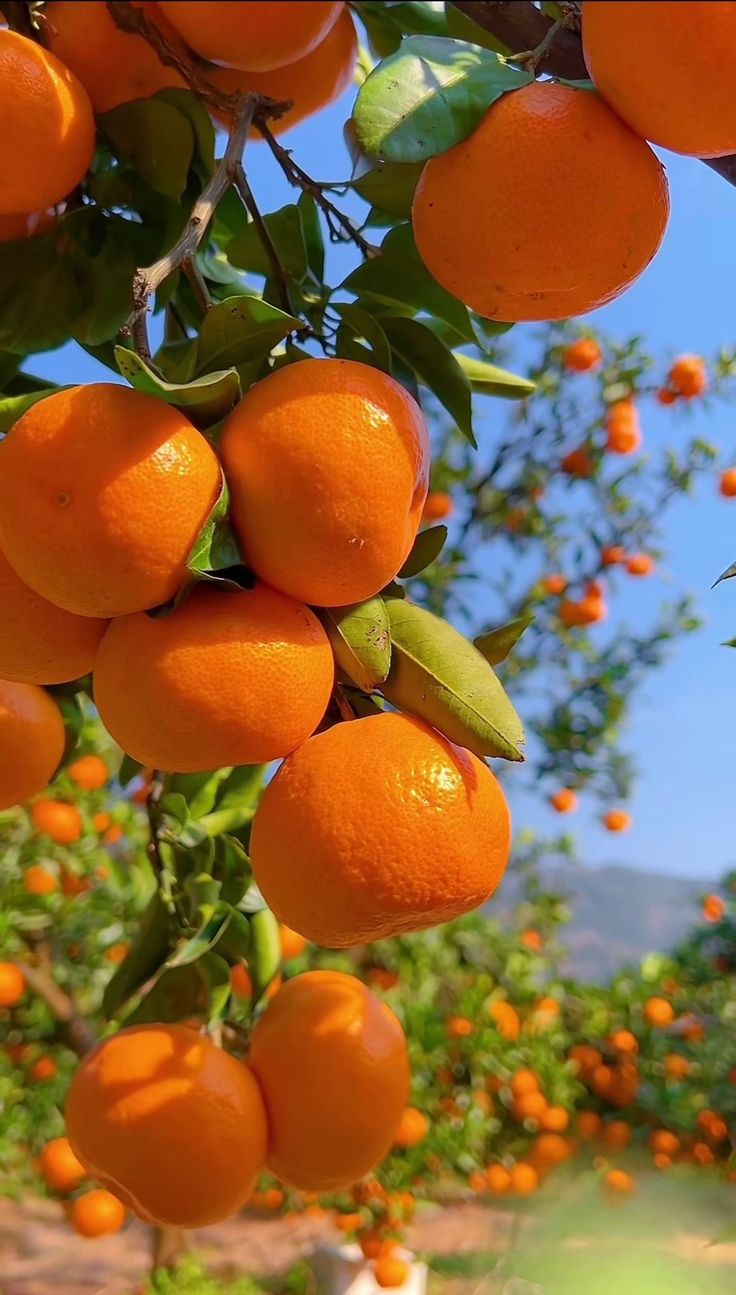 Fresh oranges on tree